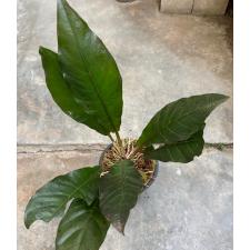 Anthurium Black Dragon