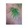 Epipremnum sp.(T01) Fish Bone