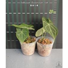 Anthurium Clarinervium x sib 3"