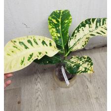 Codiaeum Pla Ngern 61