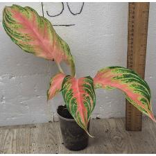 Аглаонема Розовая Панама / Aglaonema Pink Panama A-94