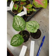 Caladium 6 cm pot #4