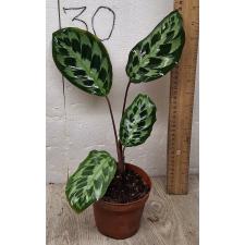 Калатея Хелен Кеннеди / Calathea Helen Kennedy