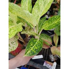 Aglaonema Lak Sub Thong 56-55