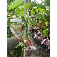 Codiaeum King of Siam 298
