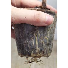 Кодиеум Химаран Данг / Codiaeum himarun dang