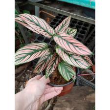 calathea pinstripe 650 pot