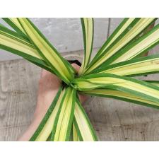 Панданус сандери "Желтая лента" / Pandanus sanderi 'Yellow ribbon'