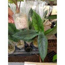 Alocasia scalprum2.5"A5ps. October