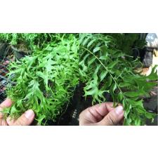 Nephrolepis falcata 'Furcans' (mutation) в белом подвесном
