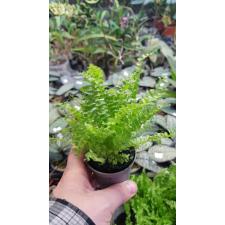 Nephrolepis Exal. Sp 6 cm pot