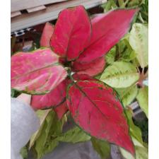 Aglaonema T13 Super Red