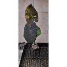 Colocasia Black Marble (12.01) по 3200р