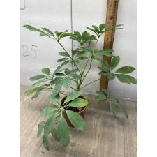 Шеффлера Арбор 'Нора' / Schefflera Arbor. 'nora'