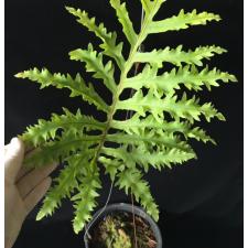 Phlebodium aureum cv. Special Mandaianum.