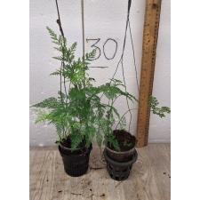 davallia fejeensis plumosa 