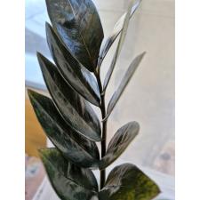 Zamioculcas zamiifolia SP (black leaf) 