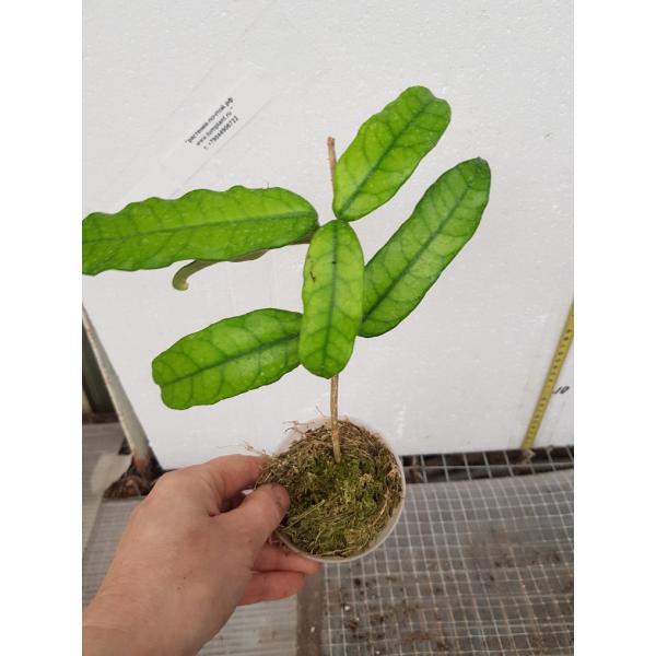 Хойя глобулоза / Hoya globulosa