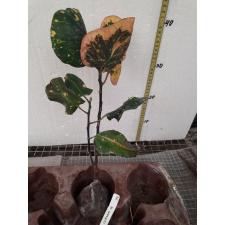 Codiaeum Prakay Dao 158