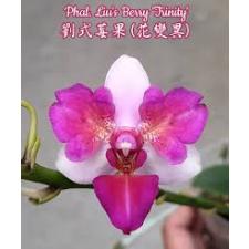 Phal. Liu's Berry 'Trinity'peloric