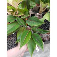 Aglaonema Siam Ruby (rotundum x simplex)(mutation)112