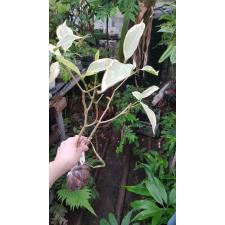 Tabernaemontana divaricata (white margin leaf) 176