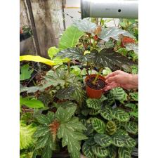 Begonia aconitifolia 10 cm pot