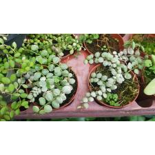 Dischidia nummularioides variegata 'Silver' pot