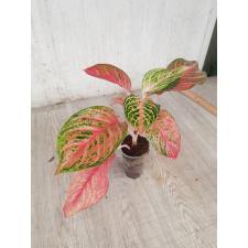 Aglaonema Miss-Thailand A-92 pot