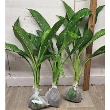 Диффенбахия Чещуя Дракона / Dieffenbachia Dragon Scale (M)