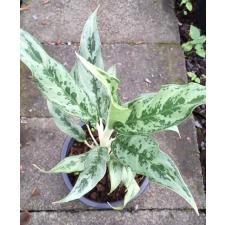 Aglaonema Pra Khan Prom 48