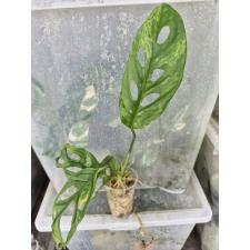 Monstera adansonii variegated (Indonesia) стакан 450р