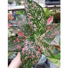 Aglaonema BA-1 Rub gold 800р