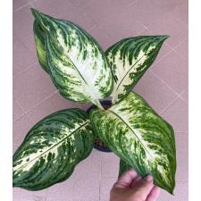 Aglaonema Ruay Lon Fah 57