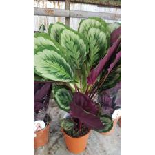 Calathea 'mysty' 19 cm pot, 80cm h