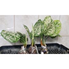 Аглаонема Морадок Лок (гибрид короткостебельный) (Гиганская форма) / Aglaonema Moradok Lok (Giant form)(brevispathum hybrid)