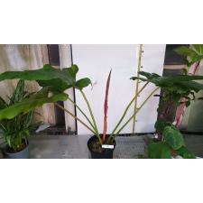 Philodendron sp.(T02) pot