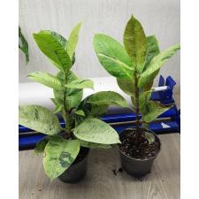 ficus elastica moonlight  pot 1200р