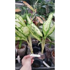 Dieffenbachia Star Bright 170