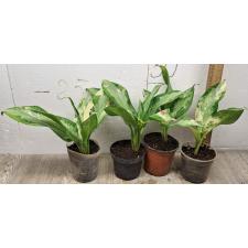 Аглаонема Суванапум / Aglaonema Suwanapum A-127