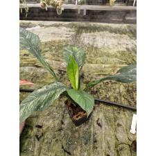 Spathiphyllum variegated L (big leaves) 2200р