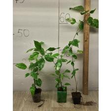 Hibiscus rosa-sinensis (variegated) 