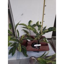 Codiaeum Eberneum 107