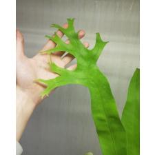 Polypodium polycarpon cv. Grandiceps (Giant form) pot 182/2 - 3200р