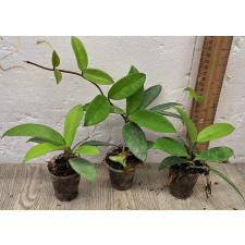 Хойя Карноса / Hoya Carnosa (S)
