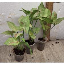 Сингониум Пинк Спот / Syngonium 'Pink Spot' 
