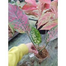 Aglaonema Daeng Mongkol 10A  стакан