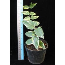 Jasminum multiflorum variegated