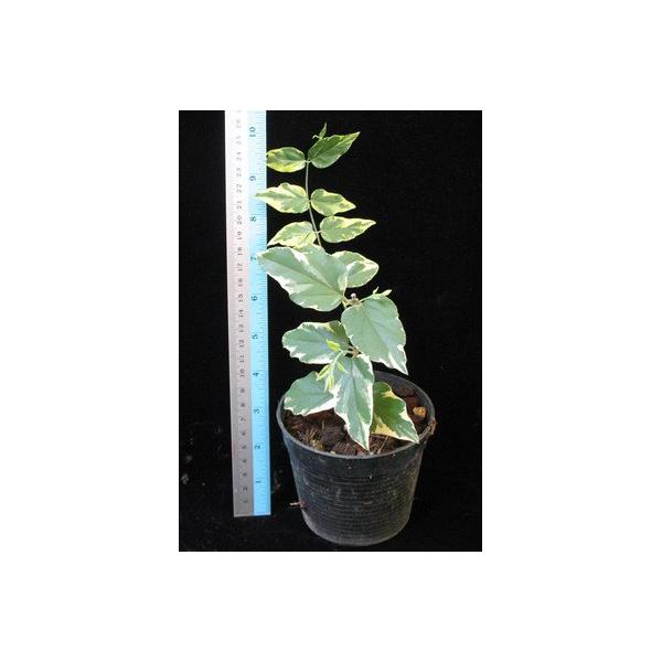 Jasminum multiflorum variegated