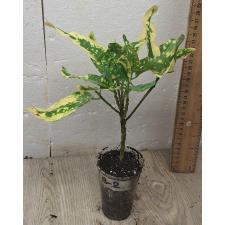 Кодиеум Джа монг Кут / Codiaeum B-2 Ja mong kut